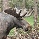Охота на лося во Владимирской области